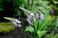 Dactylorhiza "Dansker"