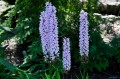 Dactylorhiza "Dansker"