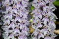 Dactylorhiza "Dansker"