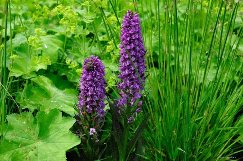 Dactylorhiza "North Poland"