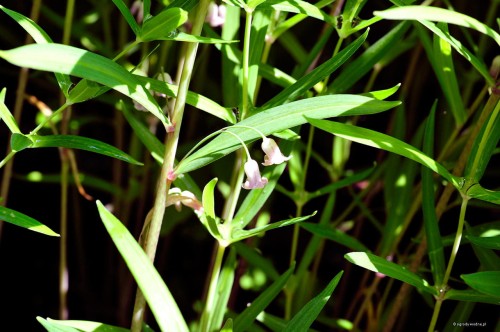 Polygonatum verticillatum "Rubrum"