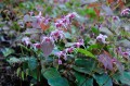 Epimedium "Pretty in Pink"