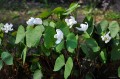 Jeffersonia diphylla w ogrodzie  w kwietniu
