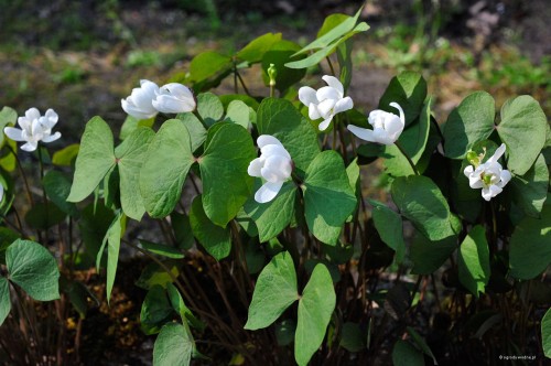 Jeffersonia diphylla w ogrodzie  w kwietniu