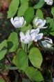 Jeffersonia diphylla w ogrodzie  w kwietniu