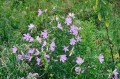 Malva alcea