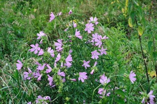 Malva alcea