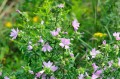 Malva alcea