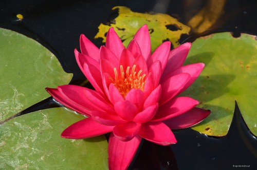 Nymphaea "Magda"