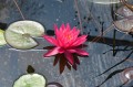 Nymphaea "Magda"