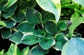 Hosta "Lakeside Circle O"