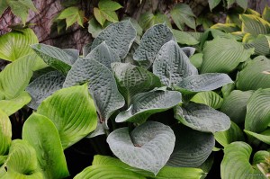 Hosta „Bam Bam Blue” - funkia