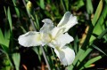 Iris sibirica "Swans in Flight"