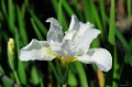Iris sibirica "Swans in Flight"