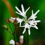 Lychnis flos cuculi "White Robin" - firletka poszarpana biała
