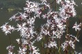 Lychnis flos cuculi "White Robin"