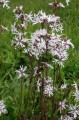 Lychnis flos cuculi "White Robin"