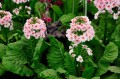 Primula japonica "Apple Blossom"