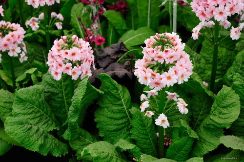 Primula japonica "Apple Blossom"