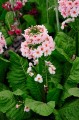Primula japonica "Apple Blossom"