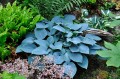 Hosta „Camelot”