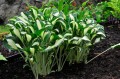 Hosta "Diamond Necklace"