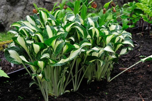 Hosta "Diamond Necklace"