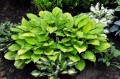 Hosta „Paradise Island”