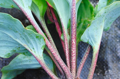 Ogonki hosty  „Cinnamon Sticks”