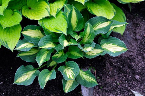 Hosta "Xanadu"