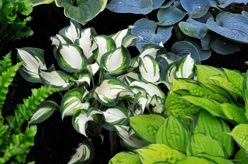 Hosta "Marshmallow Sky"