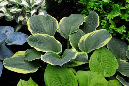 Hosta "Bailey's Cream"