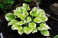 Hosta „Spring Morning”