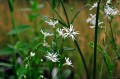Lychnis flos cuculi "White Robin"