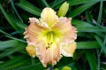 Hemerocallis „Matt”