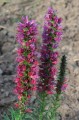 Echium russicum - żmijowiec czerwony