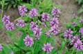 Stachys officinalis