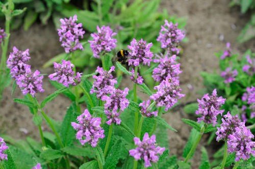 Stachys officinalis