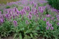 Stachys officinalis