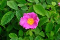 Rosa gallica - róża francuska