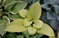 Hosta "Key West"