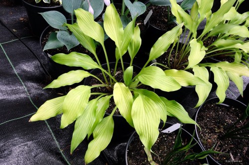 Hosta „Golden Hawaiian Luau”