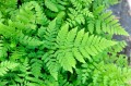 Dryopteris carthusiana
