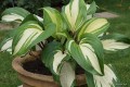 Hosta „Raspberry Sundae”