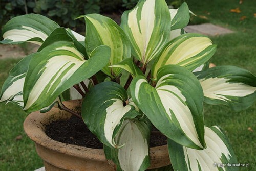 Hosta „Raspberry Sundae”
