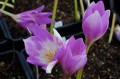 Colchicum speciosum