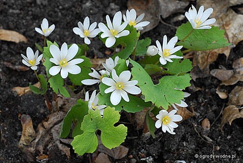Sanguinaria canadensis