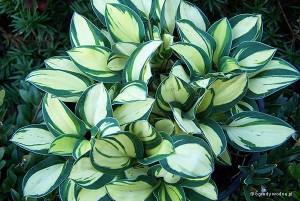 Hosta „Desert Mouse” - funkia 