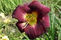 Hemerocallis „Cichociemny”