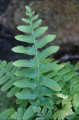 Polystichum acrostichoides